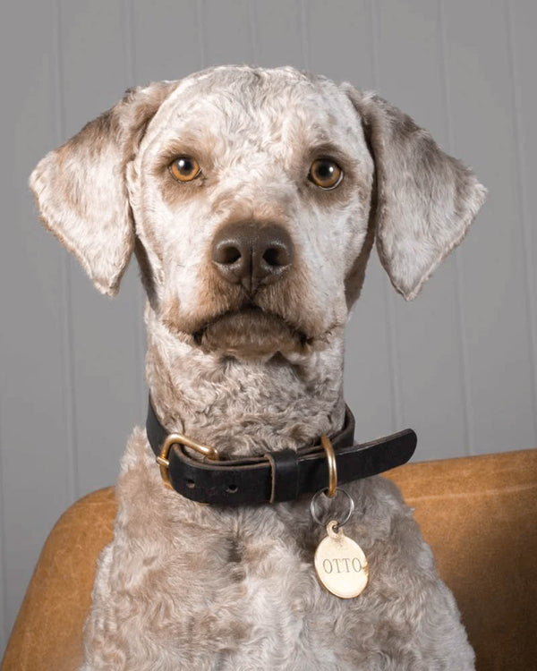 PAW16 hundehalsbånd i mørkebrunt læder på krøllet grå hund i læderstol, med messingtag graveret "OTTO"