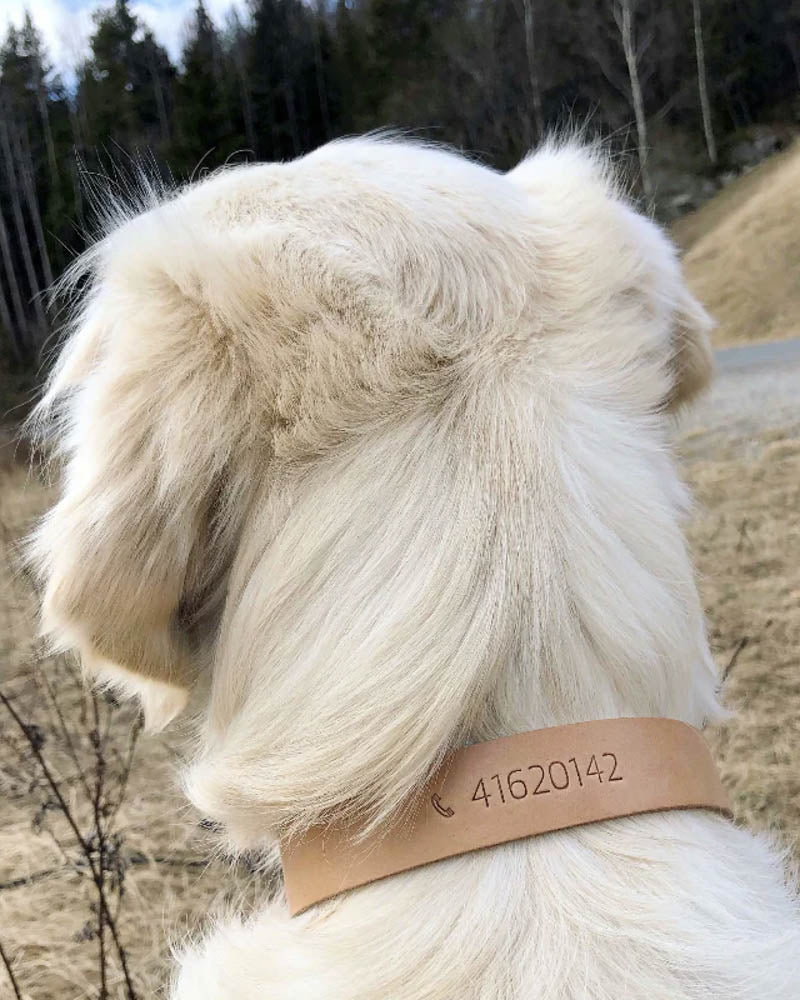 PAW25 hundehalsbånd i naturfarvet læder præget med telefonnummer "41620142" på lys hund set bagfra i naturen